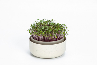 Microgreens - slonová kost s kávovou sedlinou